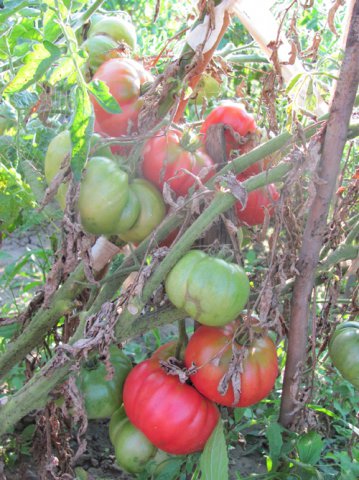 наш урожай , томат 1